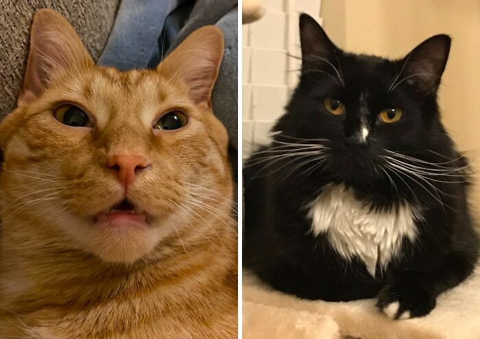 The Craziest Vet Bills That Will Make You Laugh (And Cry)