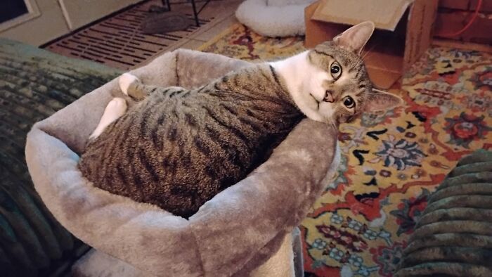 The Craziest Vet Bills That Will Make You Laugh (And Cry)