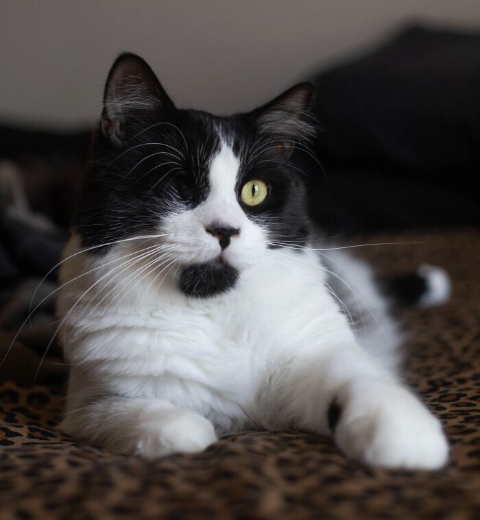 The Craziest Vet Bills That Will Make You Laugh (And Cry)