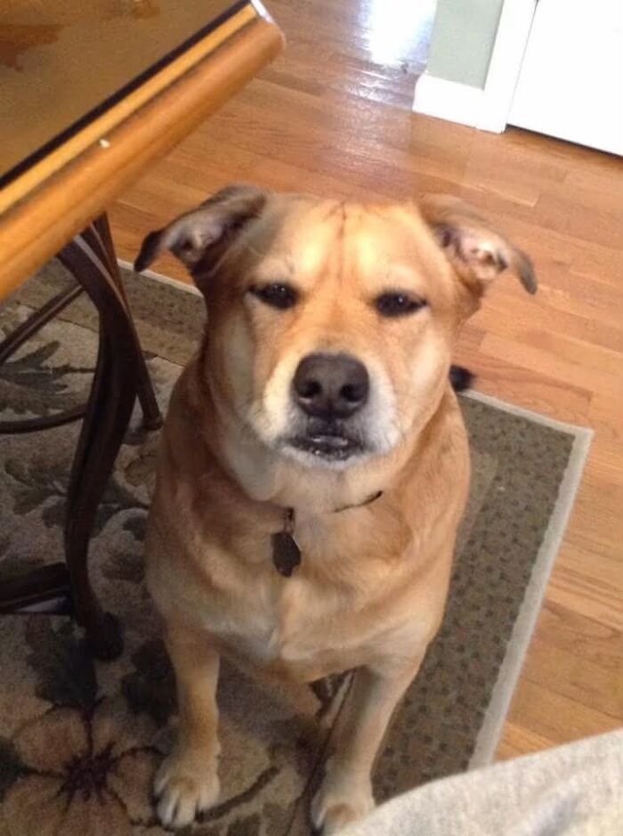 The Craziest Vet Bills That Will Make You Laugh (And Cry)
