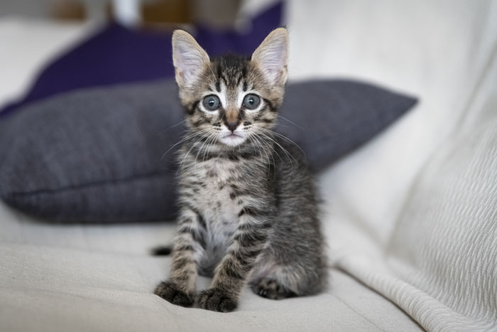 The Craziest Vet Bills That Will Make You Laugh (And Cry)