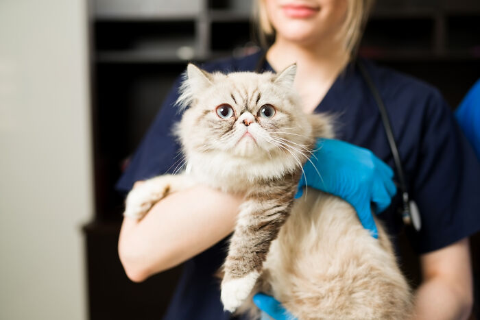 The Craziest Vet Bills That Will Make You Laugh (And Cry)