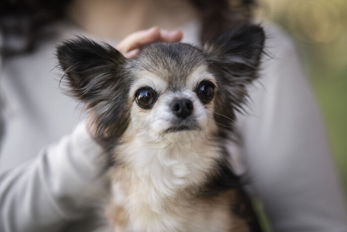 The Craziest Vet Bills That Will Make You Laugh (And Cry)