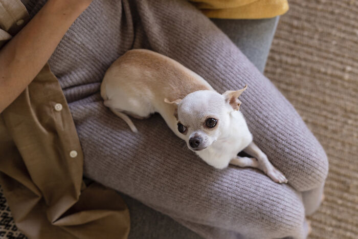 The Craziest Vet Bills That Will Make You Laugh (And Cry)