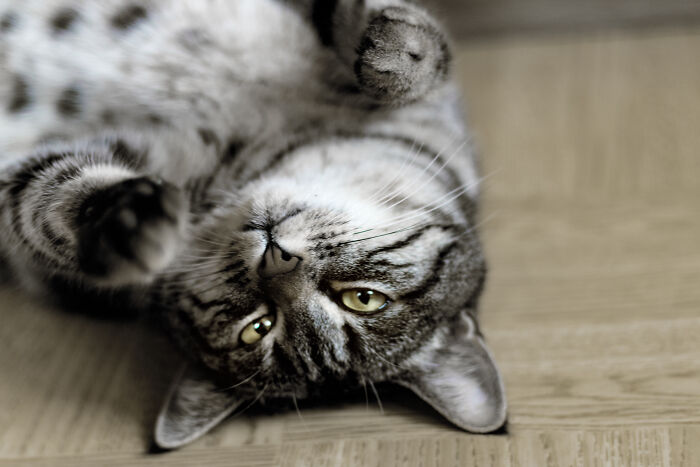 The Craziest Vet Bills That Will Make You Laugh (And Cry)