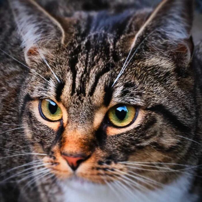 The Craziest Vet Bills That Will Make You Laugh (And Cry)