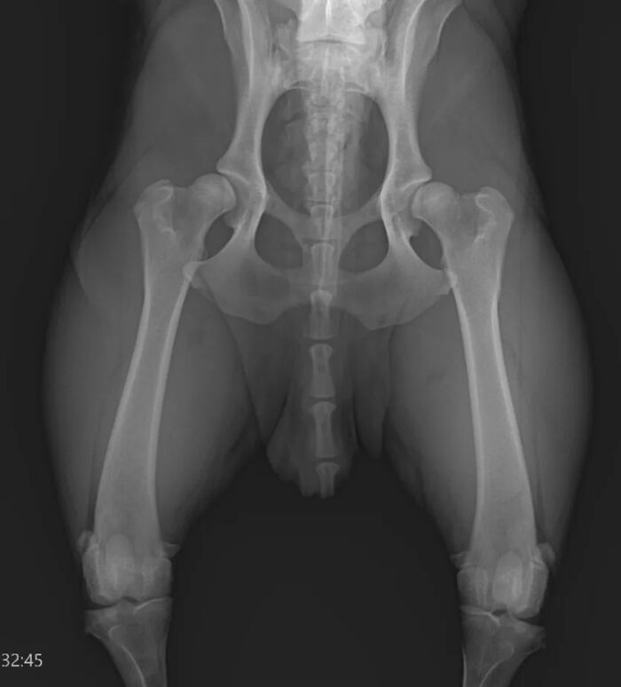 The Craziest Vet Bills That Will Make You Laugh (And Cry)