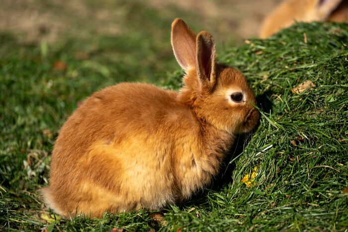 Parents Cooked My Pet Rabbit And Told Me To Eat It. Yep, That Happened.