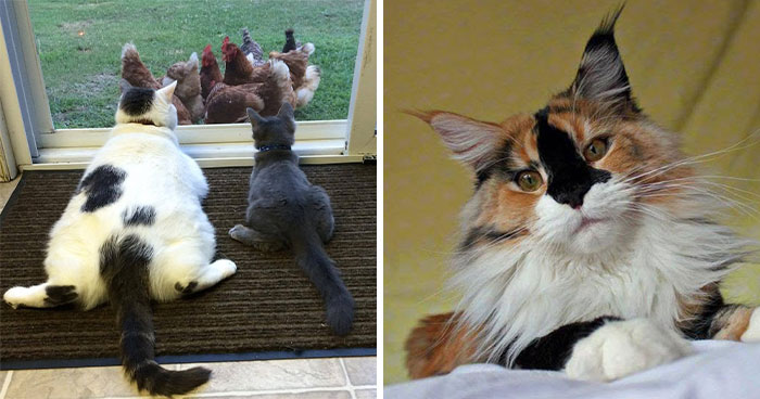 40 Cat Pics That Are Basically Comedy Gold (But Also Super Cute)