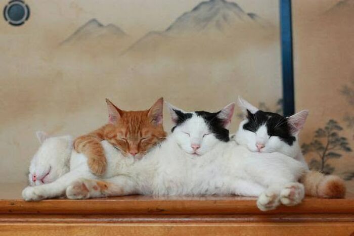 40 Cat Pics That Are Basically Comedy Gold (But Also Super Cute)