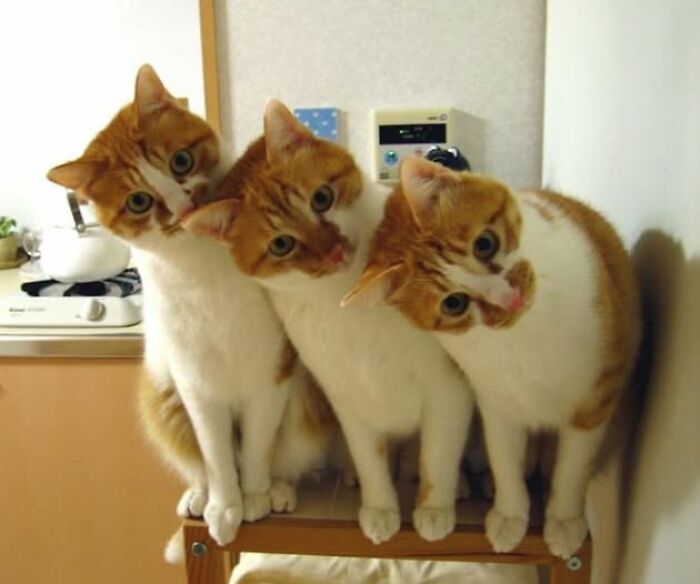 40 Cat Pics That Are Basically Comedy Gold (But Also Super Cute)
