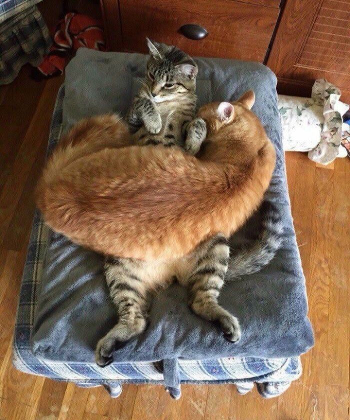 40 Cat Pics That Are Basically Comedy Gold (But Also Super Cute)