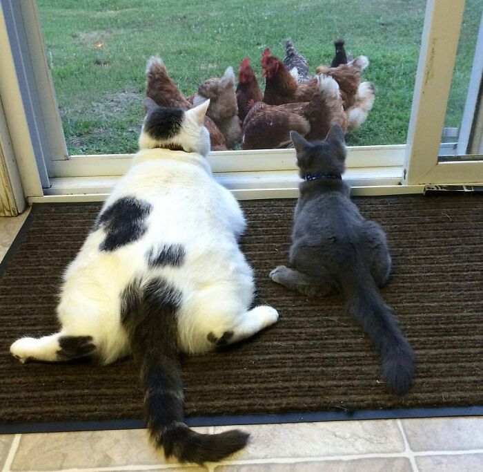 40 Cat Pics That Are Basically Comedy Gold (But Also Super Cute)
