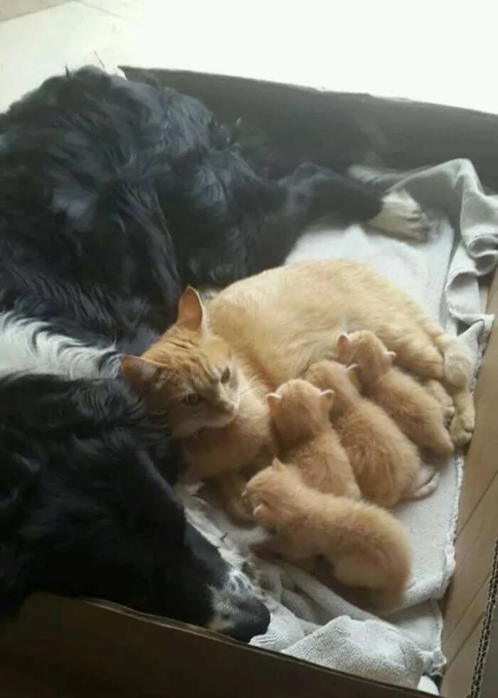 40 Cat Pics That Are Basically Comedy Gold (But Also Super Cute)