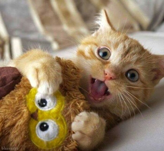 40 Cat Pics That Are Basically Comedy Gold (But Also Super Cute)