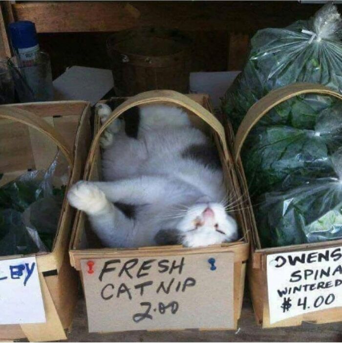 40 Cat Pics That Are Basically Comedy Gold (But Also Super Cute)