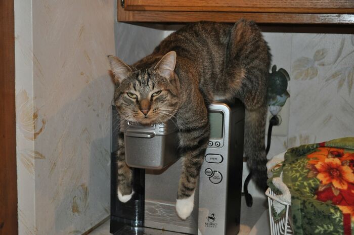 40 Cat Pics That Are Basically Comedy Gold (But Also Super Cute)