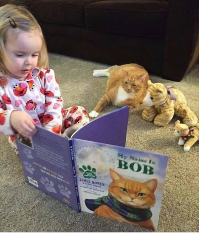 40 Cat Pics That Are Basically Comedy Gold (But Also Super Cute)
