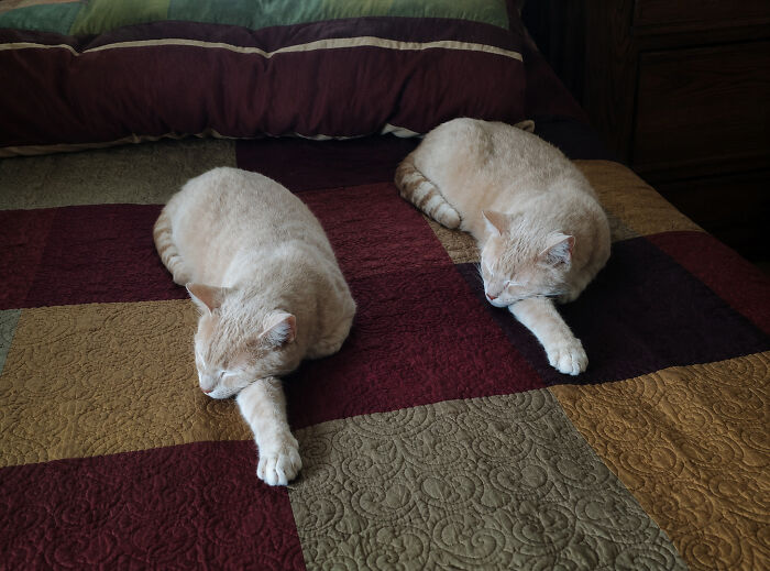 40 Cat Pics That Are Basically Comedy Gold (But Also Super Cute)
