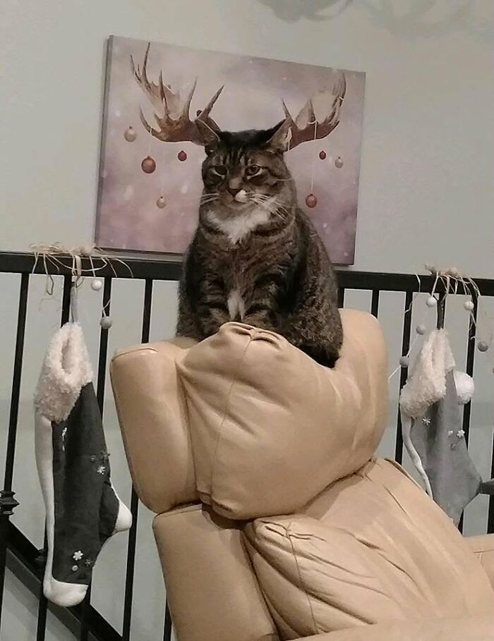 40 Cat Pics That Are Basically Comedy Gold (But Also Super Cute)