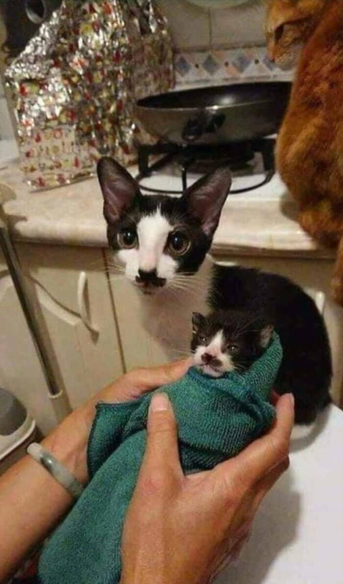 40 Cat Pics That Are Basically Comedy Gold (But Also Super Cute)