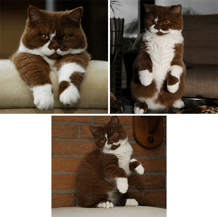 40 Cat Pics That Are Basically Comedy Gold (But Also Super Cute)