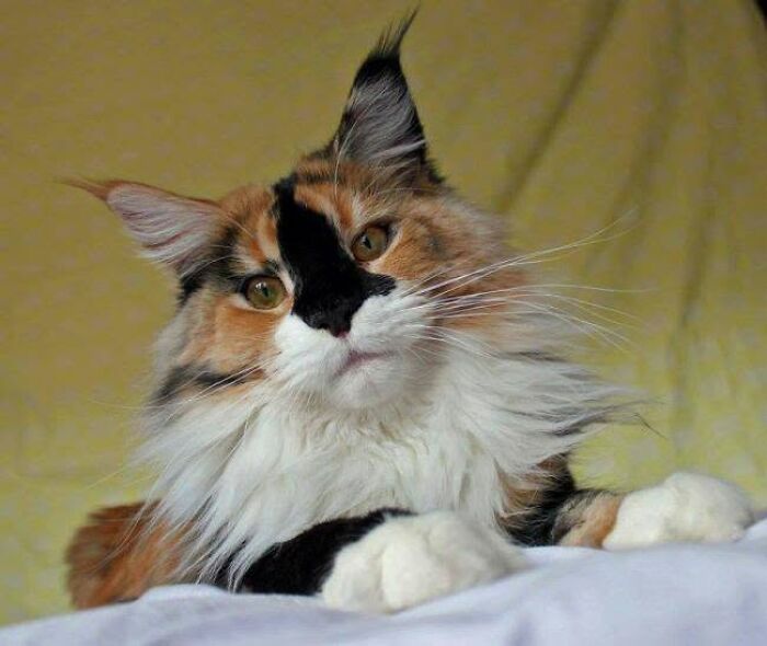 40 Cat Pics That Are Basically Comedy Gold (But Also Super Cute)