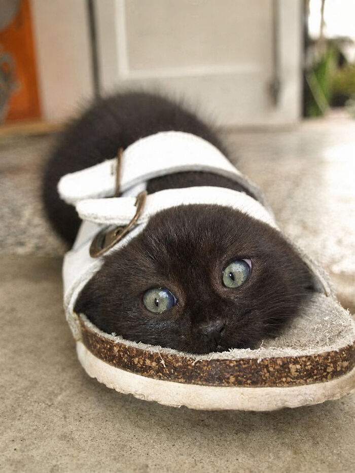 40 Cat Pics That Are Basically Comedy Gold (But Also Super Cute)