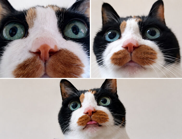 40 Cat Pics That Are Basically Comedy Gold (But Also Super Cute)