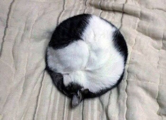 40 Cat Pics That Are Basically Comedy Gold (But Also Super Cute)