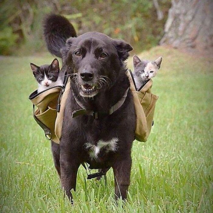 40 Cat Pics That Are Basically Comedy Gold (But Also Super Cute)