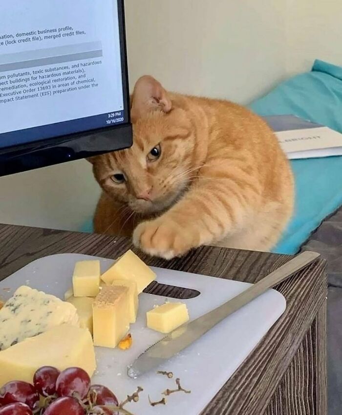 40 Cat Pics That Are Basically Comedy Gold (But Also Super Cute)