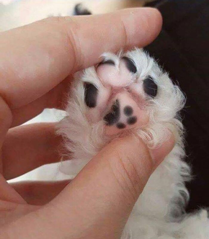 40 Cat Pics That Are Basically Comedy Gold (But Also Super Cute)