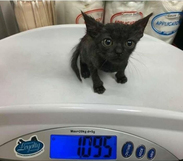40 Cat Pics That Are Basically Comedy Gold (But Also Super Cute)
