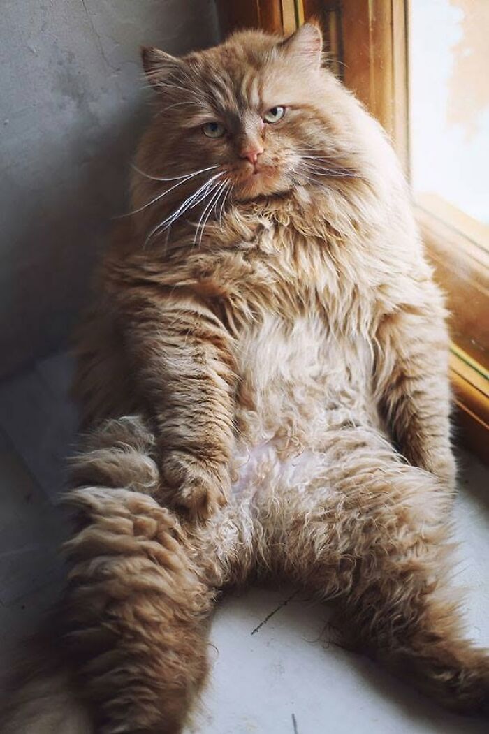 40 Cat Pics That Are Basically Comedy Gold (But Also Super Cute)