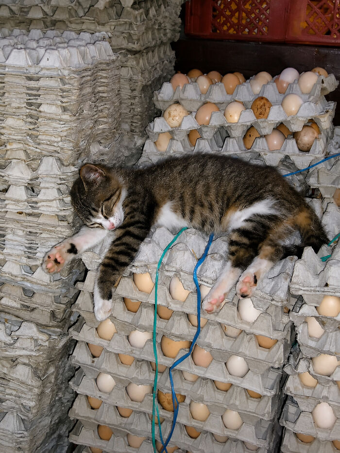 40 Cat Pics That Are Basically Comedy Gold (But Also Super Cute)