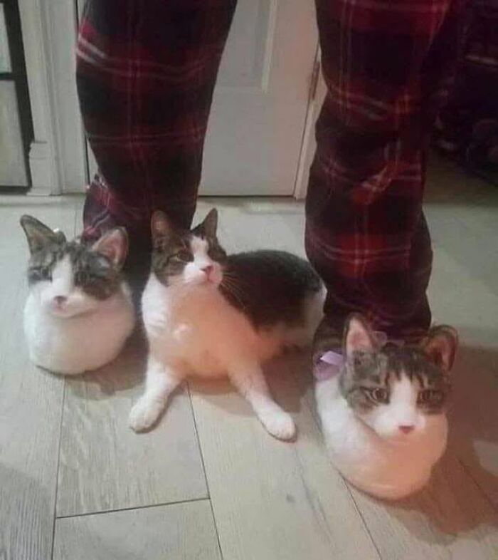40 Cat Pics That Are Basically Comedy Gold (But Also Super Cute)