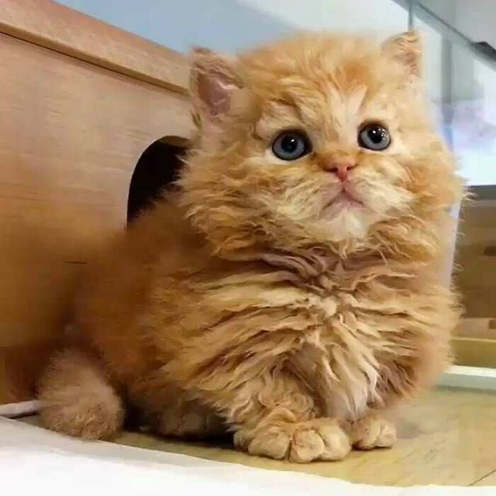 40 Cat Pics That Are Basically Comedy Gold (But Also Super Cute)