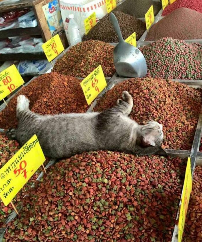 40 Cat Pics That Are Basically Comedy Gold (But Also Super Cute)