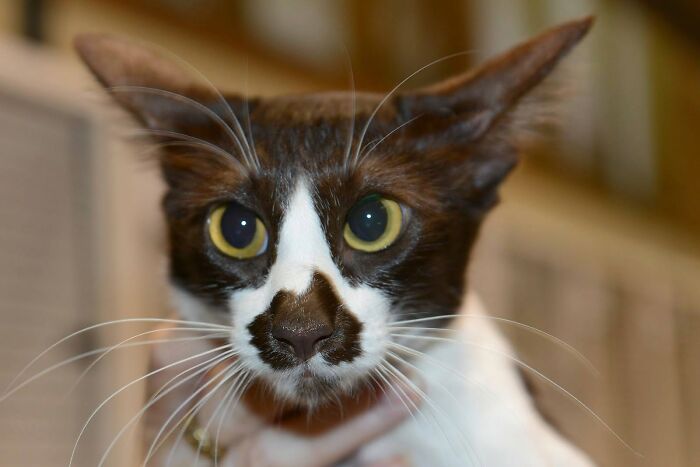 40 Cat Pics That Are Basically Comedy Gold (But Also Super Cute)