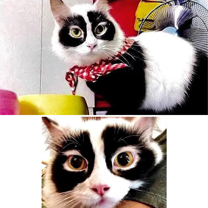 40 Cat Pics That Are Basically Comedy Gold (But Also Super Cute)