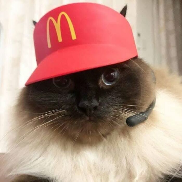 40 Cat Pics That Are Basically Comedy Gold (But Also Super Cute)
