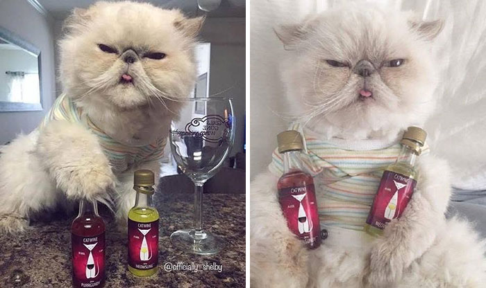 40 Cat Pics That Are Basically Comedy Gold (But Also Super Cute)