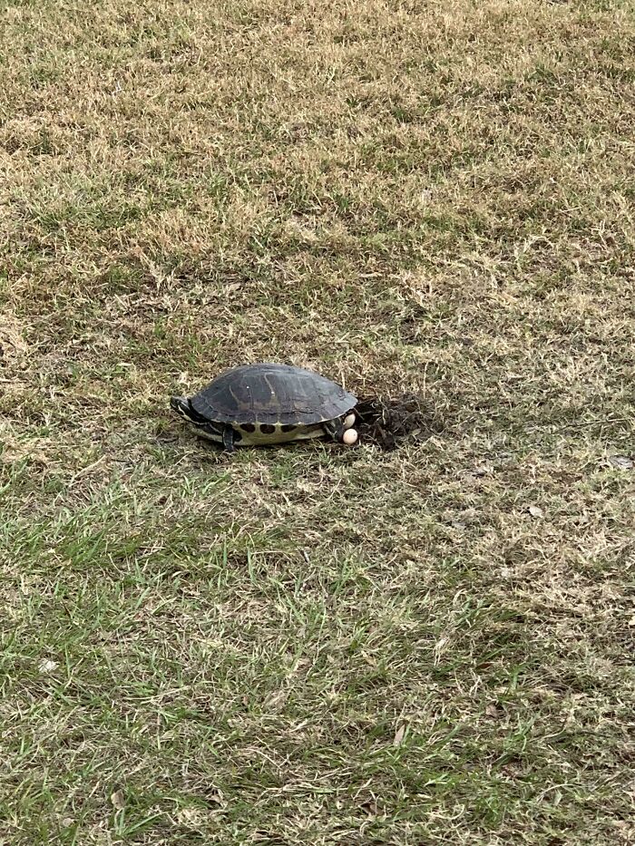 Turtle Mom Doing Her Thing Right Next To The Car