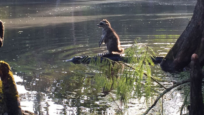 Raccoon Riding An Alligator? Only In Florida.
