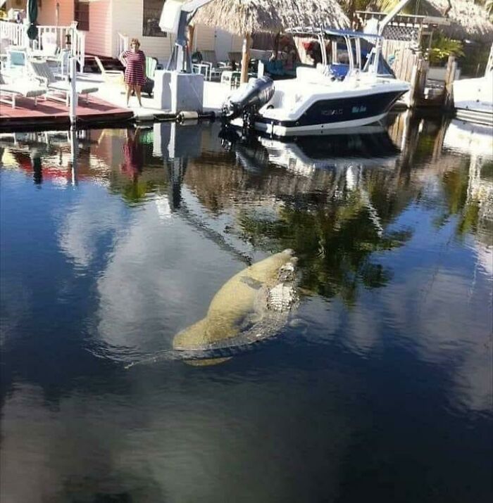 An Alligator Riding A Manatee? Yep, Florida!