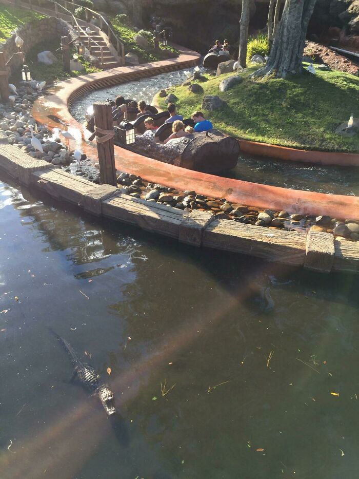 Just An Alligator Chillin’ at Disney World