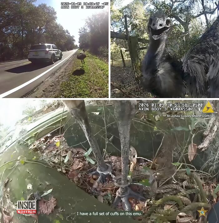 Deputy Goes Viral After Handcuffing Runaway Emu