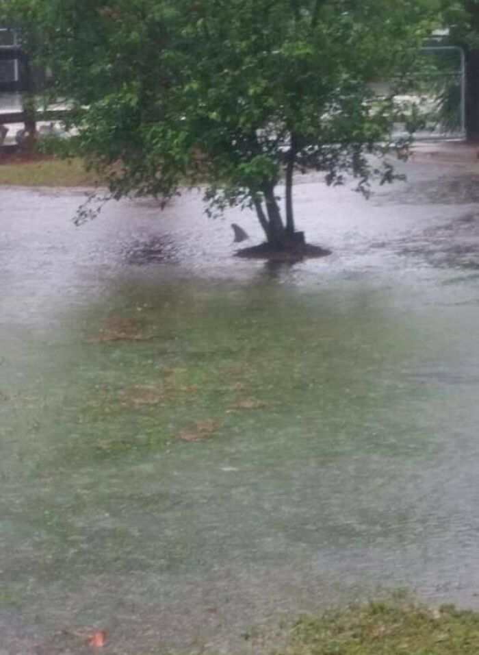 Rainy Day Surprise: Bull Shark In The Yard