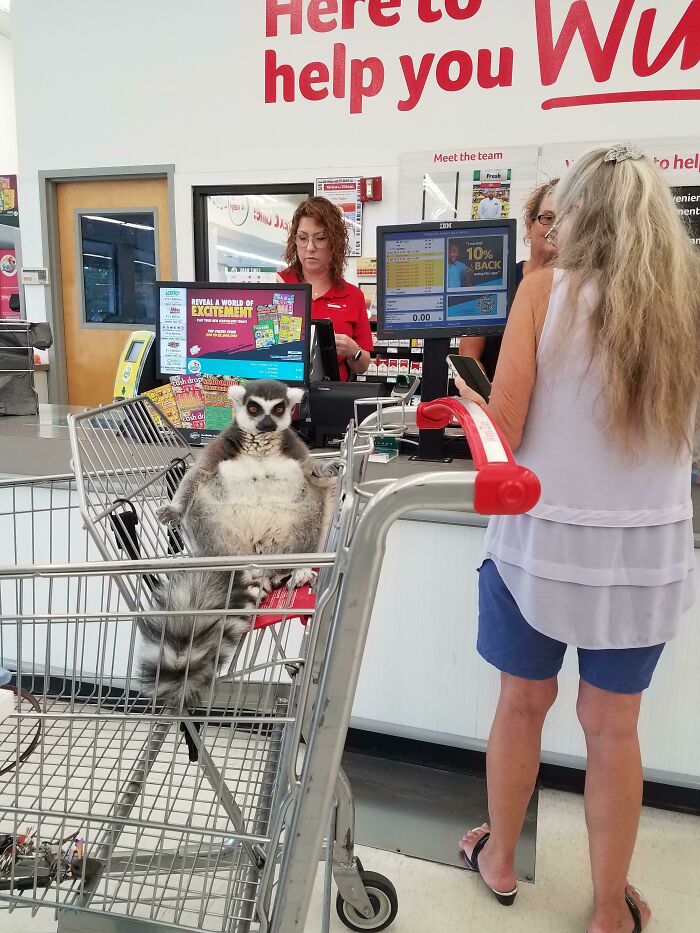 Ran Into This Lemur At The Grocery Store